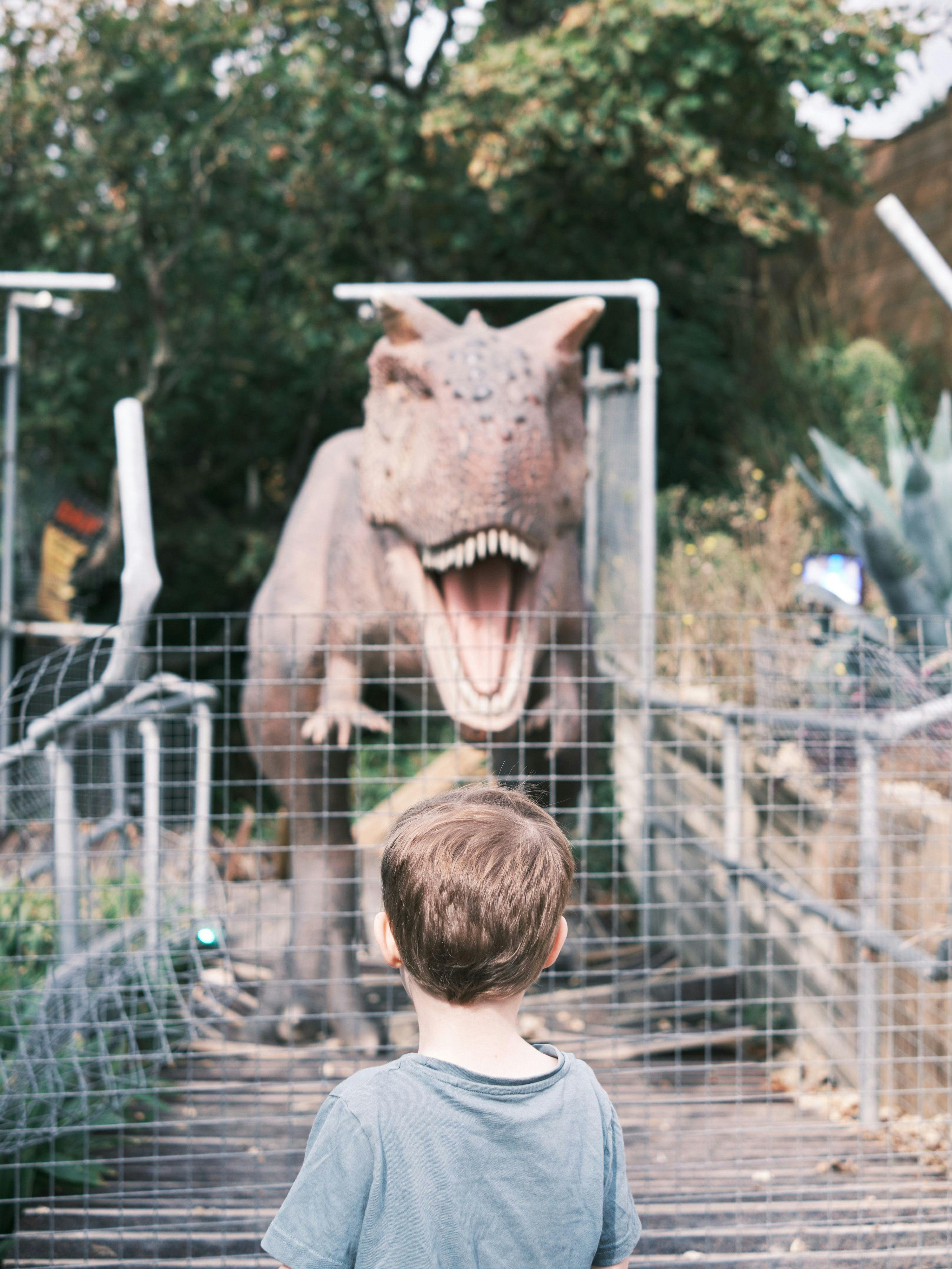 A child stares down a life size model of a Carnotaurus 