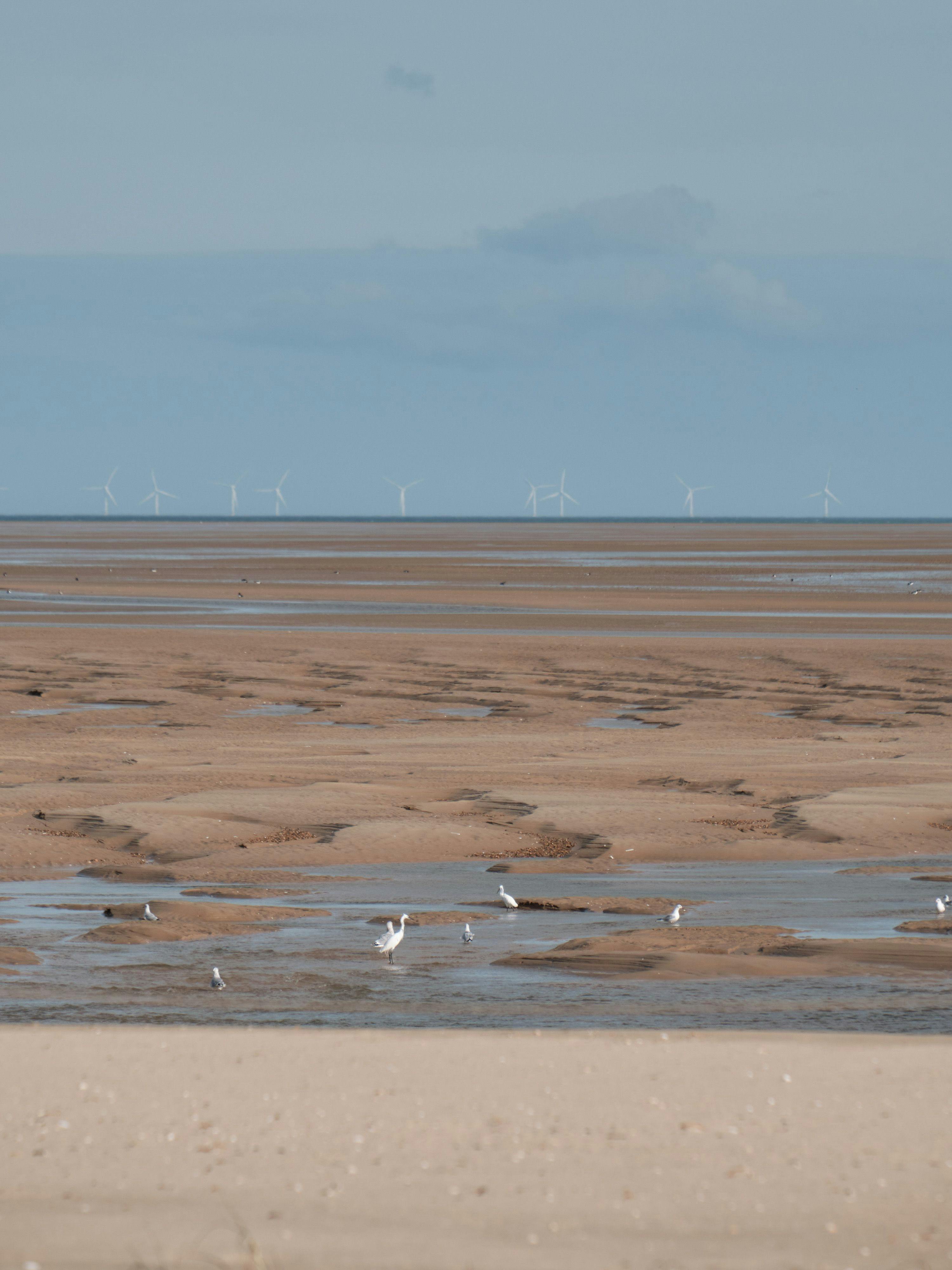 Several types of sea birds rest and eat in the sand. To the distance a wind-farm is visible on the horizon.