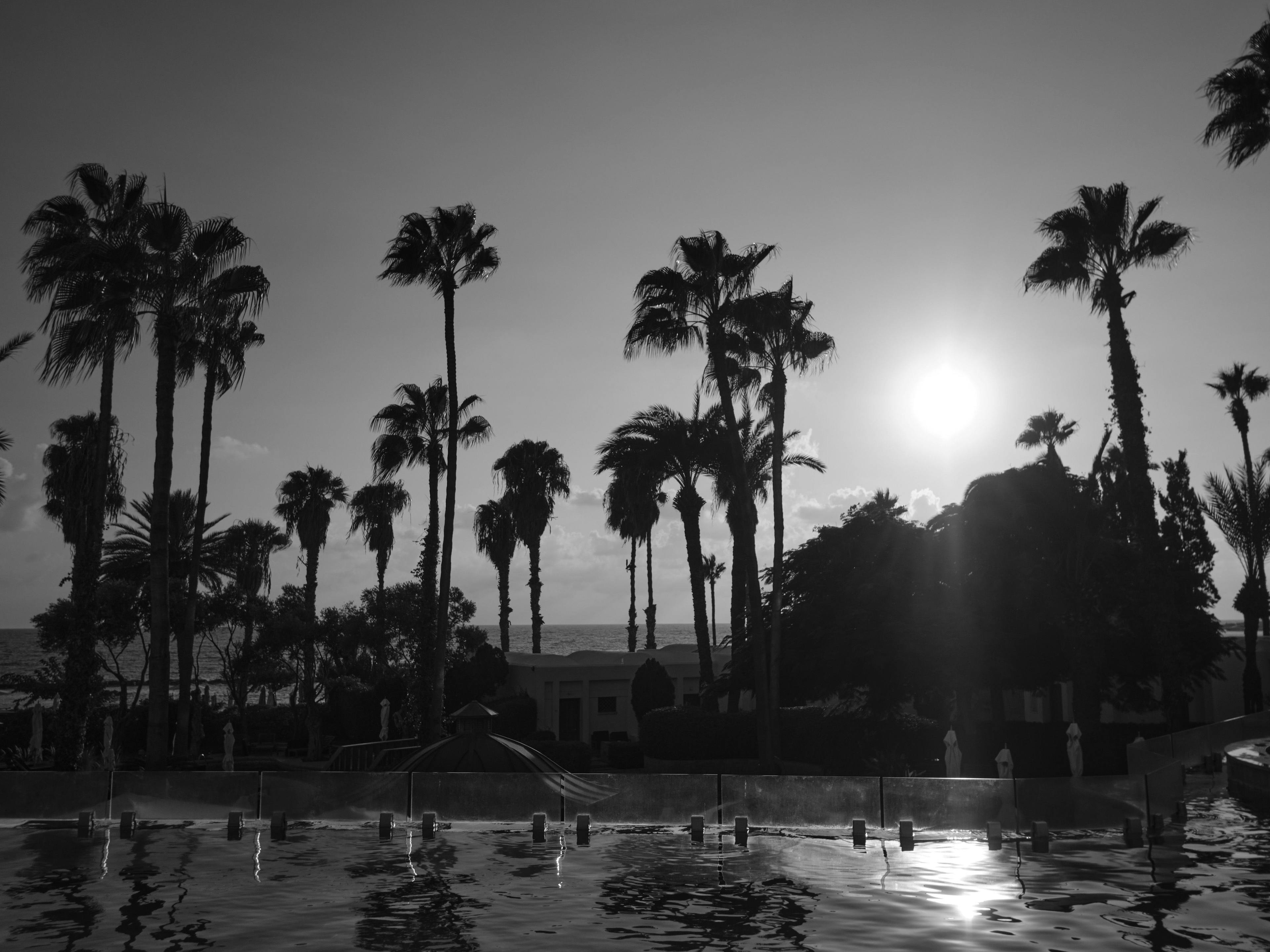High contrast, black and white image of the pool, palms and sun.
