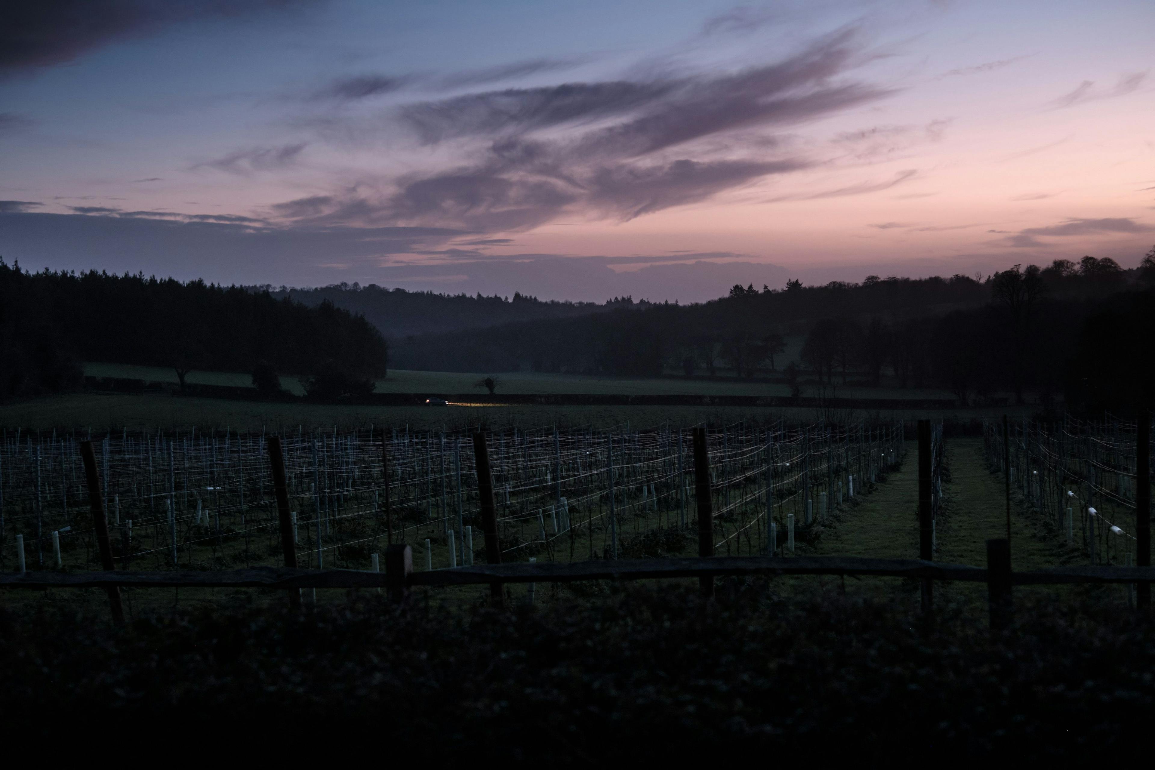 A view over the vineyards, with a car headlights in the horizon.
