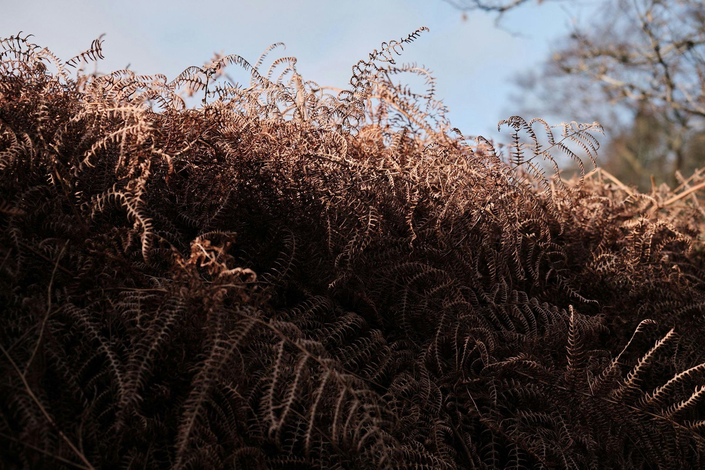 The sun glancing over the winter ferns, that have dried and gone golden from green 